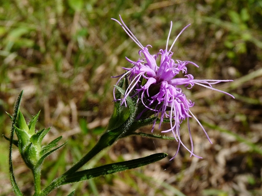 {Liatris squarrosa}